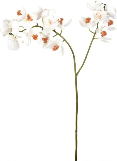 Lene Bjerre Orchidej (Phalaenopsis) bílá, 59 cm