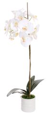 Shishi Orchidej (Phalaenopsis) s květináčem bílá, 75 cm