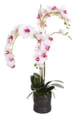 Shishi Orchidej (Phalaenopsis) s květináčem bílo-růžová, 90 cm