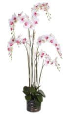 Shishi Orchidej (Phalaenopsis) s květináčem bílo-růžová, 155 cm