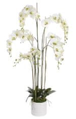 Shishi Orchidej (Phalaenopsis) s květináčem bílo-zelená, 155 cm