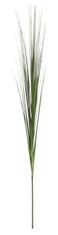 Shishi Tráva (Onion Grass), 100 cm