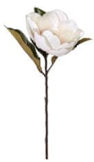 Shishi Magnolie bílá, 60 cm