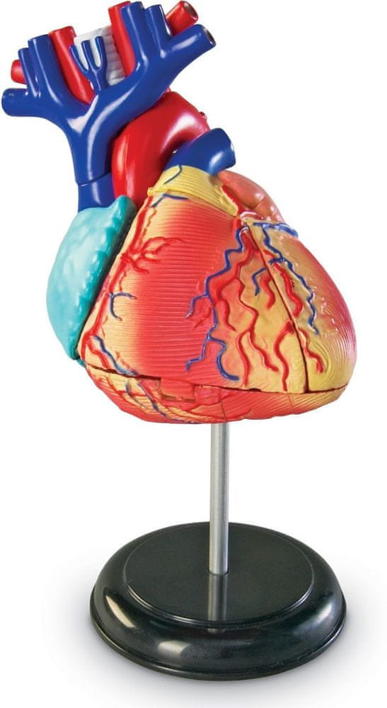 Levně Learning Resources Anatomický model srdce