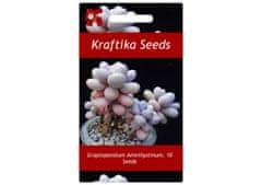 Kraftika 10 semen sukulentů graptopetalum amethystinum