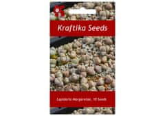 Kraftika 10 semen sukulentů lapidaria margaretae, karoo rose