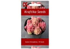 Kraftika 10 semen sukulentů sedum versadense, růžový sukulent