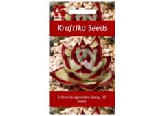 Kraftika 10 semen sukulentů echeveria agavoides ebony