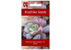 Kraftika 10 semen sukulentů echeveria subcorymbosa juxtlahuaca