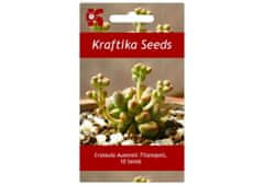 Kraftika 10 semen sukulentů crassula ausensis titanopsis