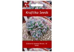 Kraftika 10 semen sukulentů echeveria amoena perote