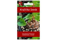 Kraftika 2 semena sukulentů testudinaria dioscorea elephantipes