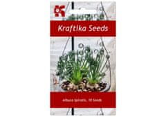 Kraftika 2 semen sukulentů albuca spiralis