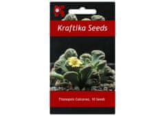 Kraftika 10 semen sukulentů titanopsis calcarea