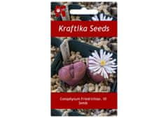 Kraftika 10 semen sukulentů conophytum friedrichiae