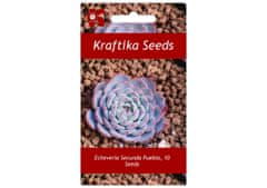 Kraftika 10 semen sukulentů echeveria secunda puebla