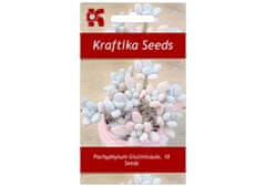 Kraftika 10 semen sukulentů pachyphytum glutinicaule vista hermosa