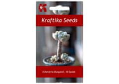 Kraftika 10 semen sukulentů echeveria runyonii san carlos