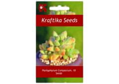 Kraftika 10 semen sukulentů pachyphytum compactum