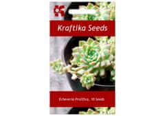 Kraftika 10 semen sukulentů echeveria prolifica