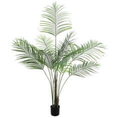 Europalms Areca palma s velkými listy, 185 cm