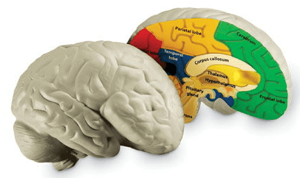 Levně Learning Resources Anatomický model mozku