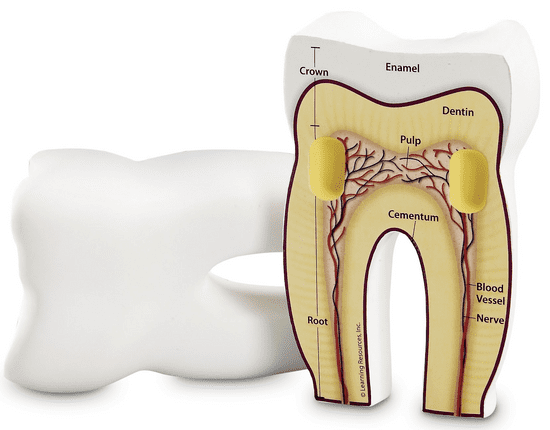 Learning Resources Pěnový model zubu