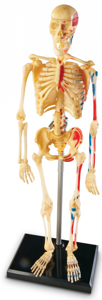 Levně Learning Resources Anatomický model lidské kostry
