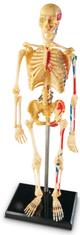 Learning Resources Anatomický model lidské kostry