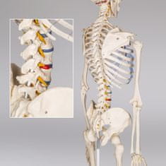 tectake Anatomický model lidská kostra 180 cm - bílá