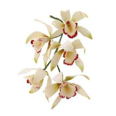 Sada 8ks formiček – střední orchidej Cymbidium - PME