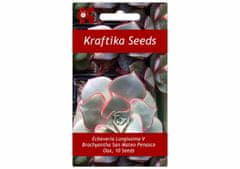 Kraftika Sukulent echeveria longissima v brachyantha san mateo