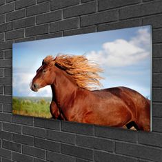 tulup.cz akrylový obraz Kůň Zvířata 120x60 cm 2 Přívěsky