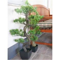 Europalms Borovicová bonsai, 95cm