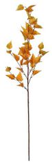 Shishi Bříza (Betulaceae) větev, 117 cm