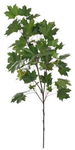 Shishi Javor mléč (Acer platanoides) větev, 160 cm