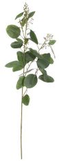 Shishi Eucalyptus, výška 100 cm