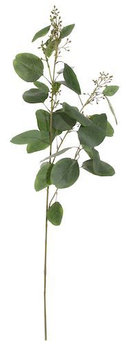 Shishi Eucalyptus, výška 100 cm