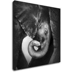 Impresi Obraz Slon černobílý - 70 x 70 cm