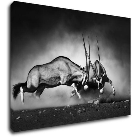 Impresi Obraz Antilopy černobílé