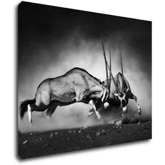 Impresi Obraz Antilopy černobílé