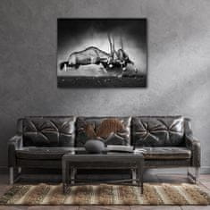 Impresi Obraz Antilopy černobílé - 90 x 70 cm
