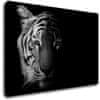 Impresi Obraz Tygr černobílý - 90 x 60 cm