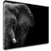 Obraz Slon na černém pozadí - 70 x 50 cm