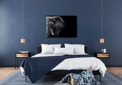 Impresi Obraz Slon na černém pozadí - 70 x 50 cm