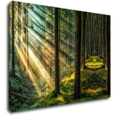 Impresi Obraz Paprsky slunce v lese - 70 x 50 cm
