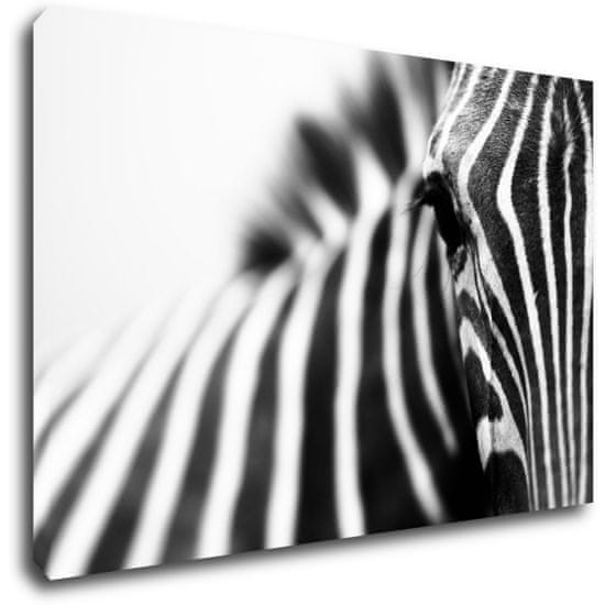 Impresi Obraz Zebra detail