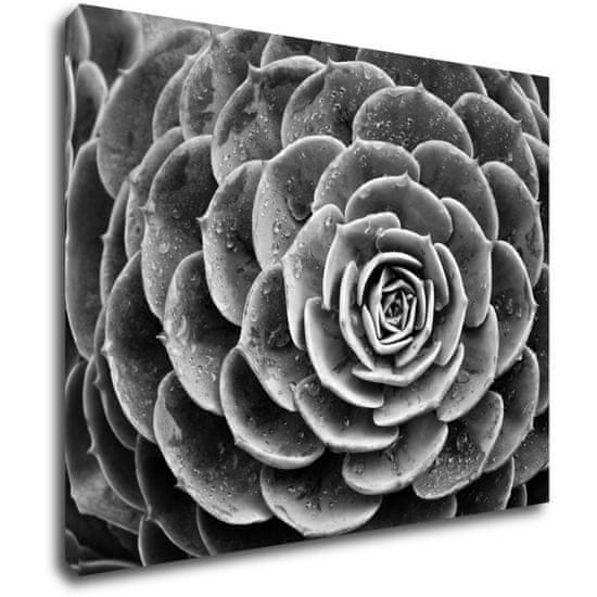 Impresi Obraz Květ černobílý detail