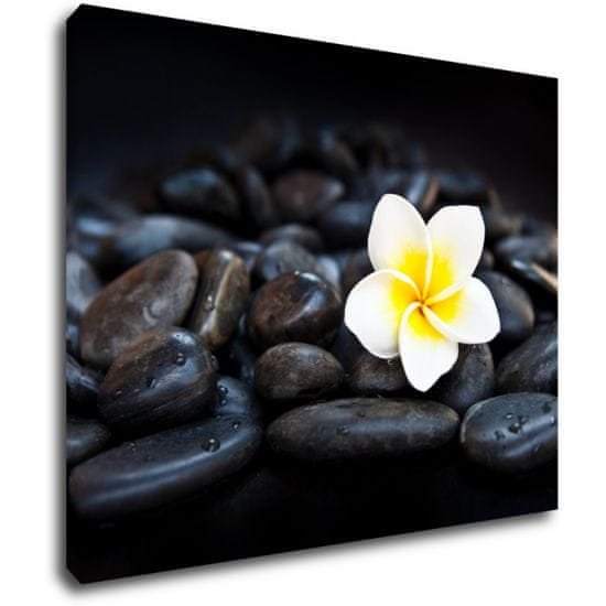 Impresi Obraz Bílý květ na černých kamenech