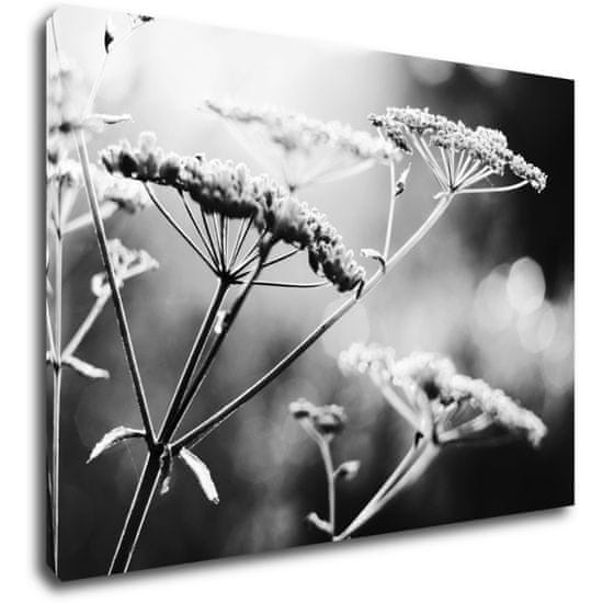 Impresi Obraz Černobílá luční květina